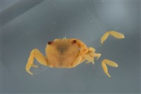 藏品(平背蜞)的圖片